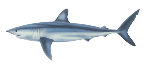 logo-plongee-requin-gris