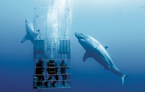 plongee-requin-blanc-et-cage