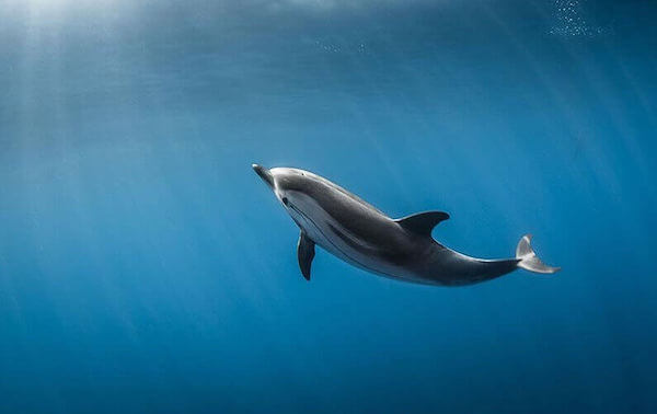 plongee-dauphin